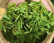 茶樹產(chǎn)量高嗎？一畝產(chǎn)多少斤？