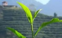 客田鎮(zhèn)：茶樹吐新芽，茶農(nóng)喜增收